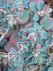 Euphorbia albomarginata