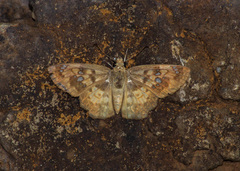 Caprona ransonnettii potiphera