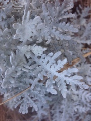 Constancea nevinii