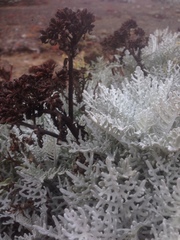 Constancea nevinii