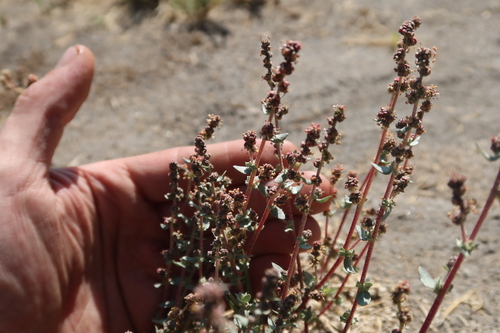 Atriplex myriophylla