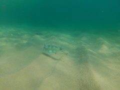 Caranx