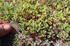 Dysphania graveolens