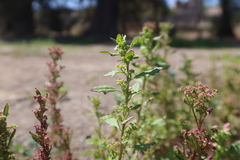 Dysphania graveolens