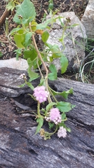 Chromolaena hirsuta