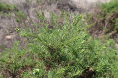 Ambrosia artemisioides