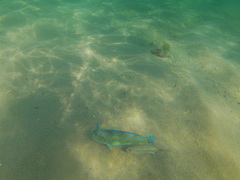 Caranx