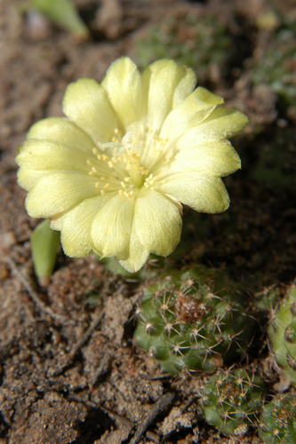 Frailea schilinzkyana