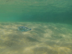 Caranx