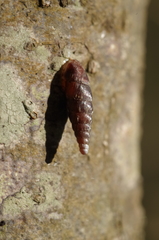 Clausilia