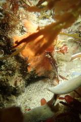 Clathria