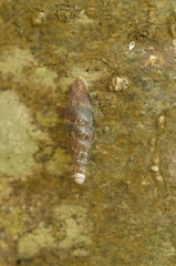 Clausilia