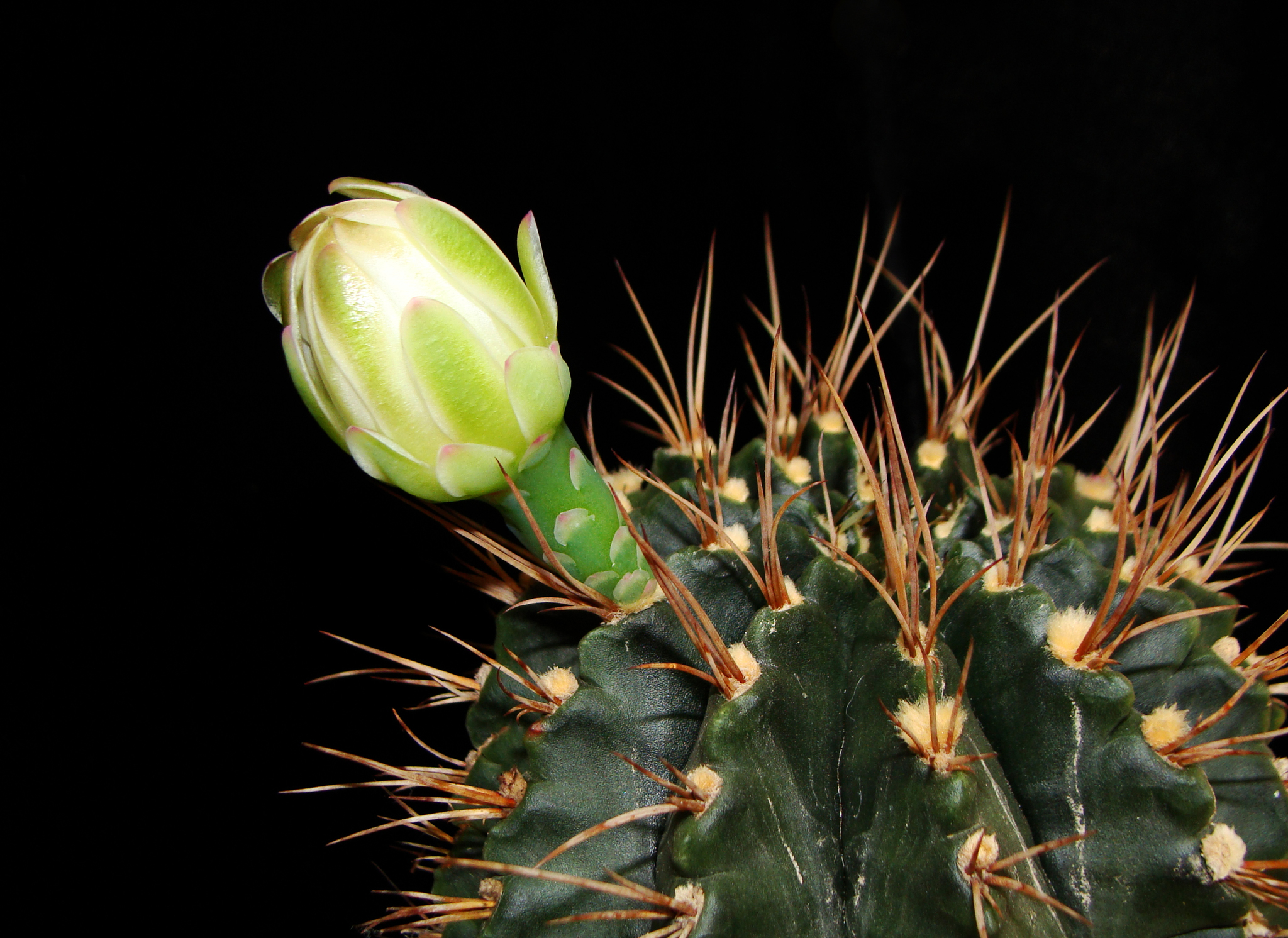 Gymnocalycium anisitsii