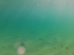 Caranx caballus