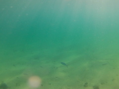 Caranx caballus