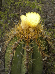 Astrophytum ornatum