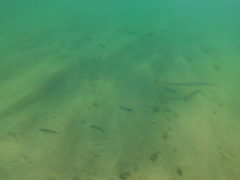 Caranx