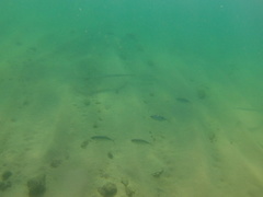 Caranx