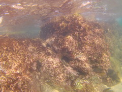 Abudefduf declivifrons