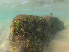 Abudefduf declivifrons