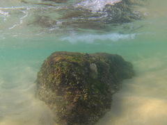 Abudefduf declivifrons