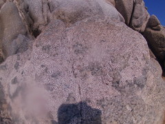 Chthamalus hedgecocki