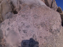 Chthamalus hedgecocki