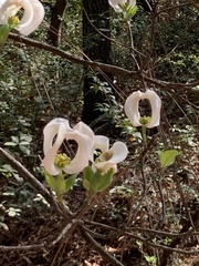Cornus florida urbiniana