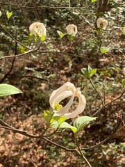 Cornus florida urbiniana