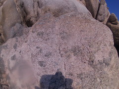 Chthamalus hedgecocki