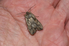 Lithophane disposita