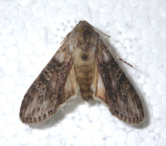 Cucullia absinthii