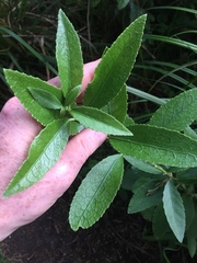 Melicytus chathamicus