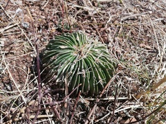 Echinofossulocactus lamellosus