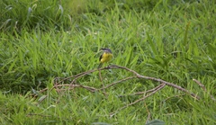 Motacilla cinerea patriciae