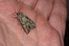 Lithophane disposita