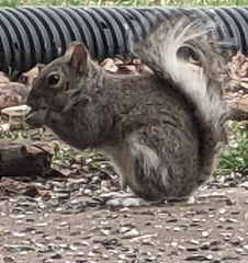 Sciurus carolinensis