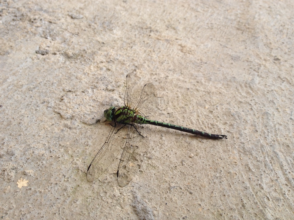 Malachite Darner