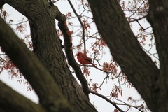 Cardinalis cardinalis