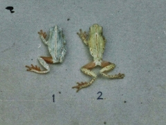 Hyperolius marginatus