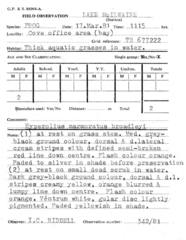 Hyperolius marginatus