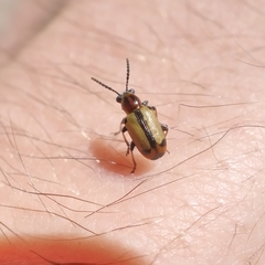 Crioceris paracenthesis