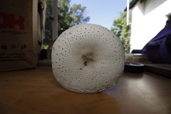 Macrolepiota zeyheri
