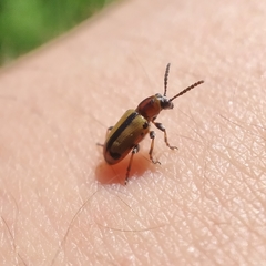 Crioceris paracenthesis