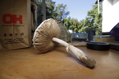 Macrolepiota zeyheri