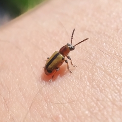 Crioceris paracenthesis