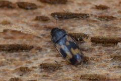 Litargus connexus