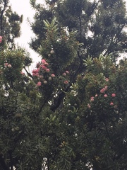 Leptecophylla robusta