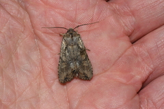 Lithophane disposita