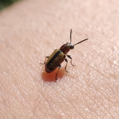 Crioceris paracenthesis